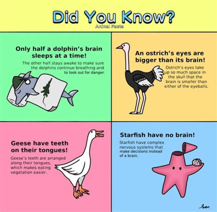 Did you know facts about vehicles?