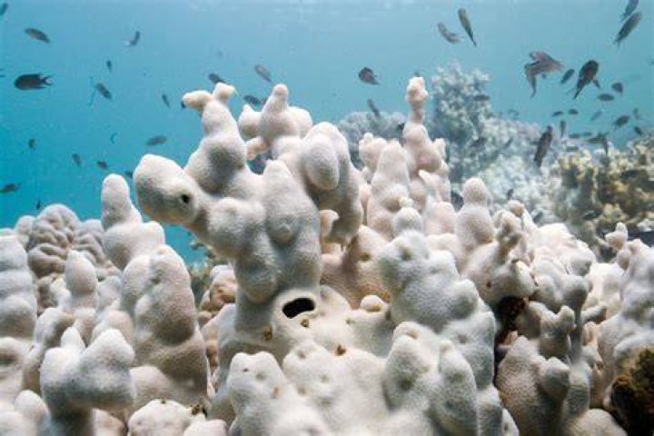 Do acropora sting each other?