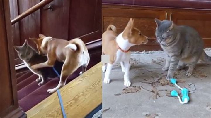 Do basenjis get along with cats?