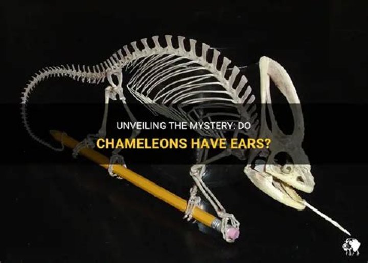 Do chameleons have ears?