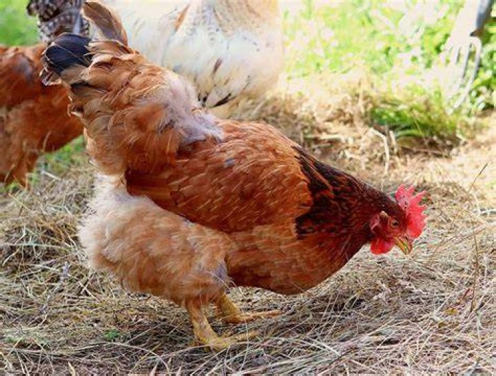Do chickens eat hay?