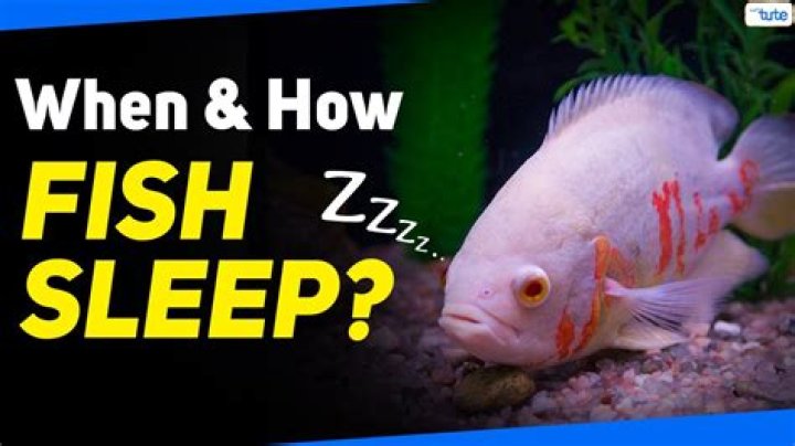 Do cold water fish sleep?