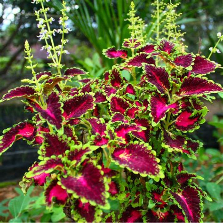 Do coleus like full sun?