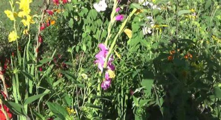 Do deer eat gladiolus?