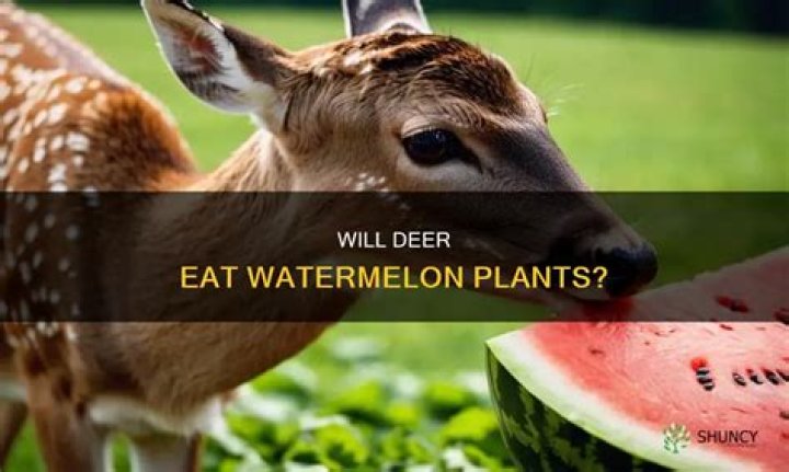 Do deer eat watermelon rind?