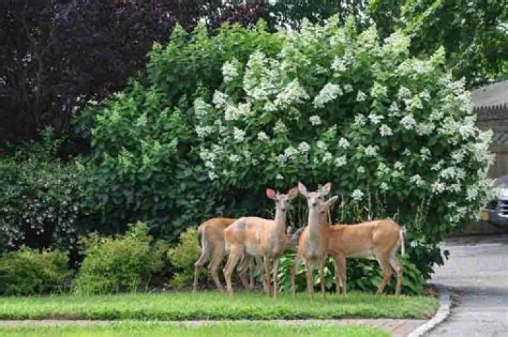 Do deer like hedge apples?