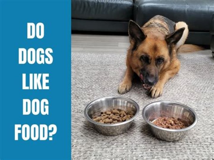 Do dogs like lounging?