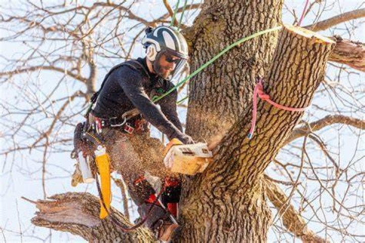 Do esb cut trees?