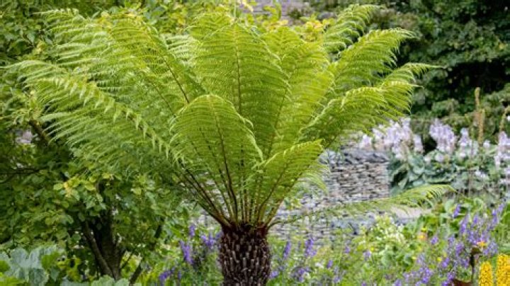 Do ferns need a lot of light?