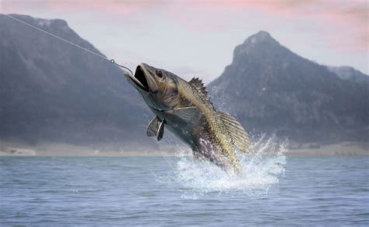 Do fish actually feel pain?