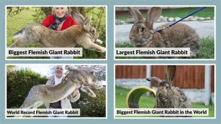 Do flemish giants like to be held?