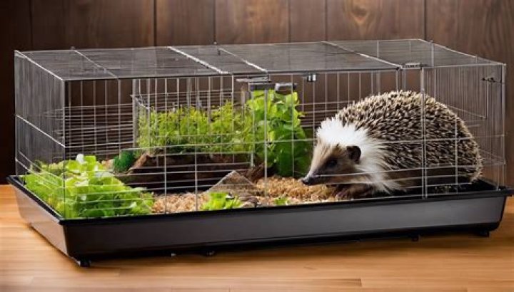 Do hedgehogs like multi level cages?