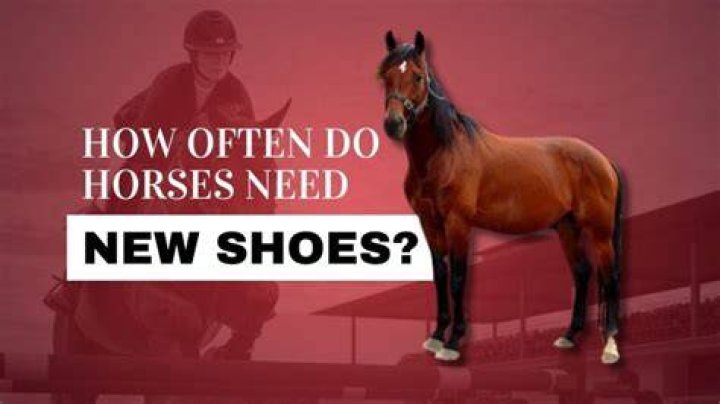 Do horses need to be turned out?