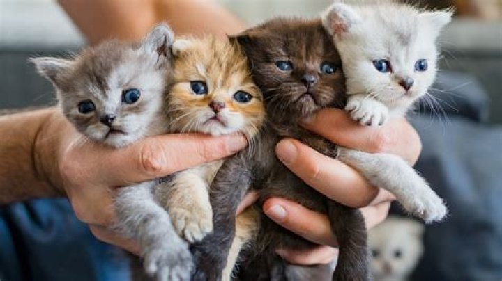 Do kittens miss their littermates?
