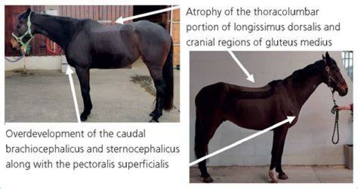 Do mollusca have cephalization?
