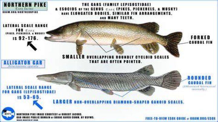 Do paddlefish have teeth?