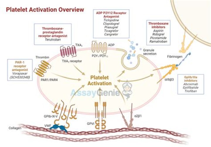 Do platelets produce thrombin?