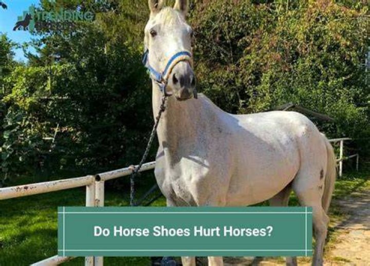 Do pointy shoes hurt?