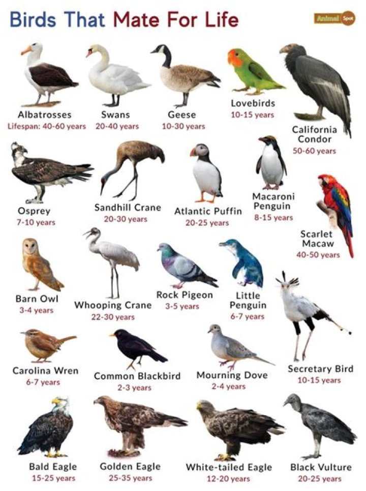Do red birds mate for life?