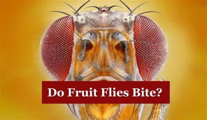Do scuttle flies bite?