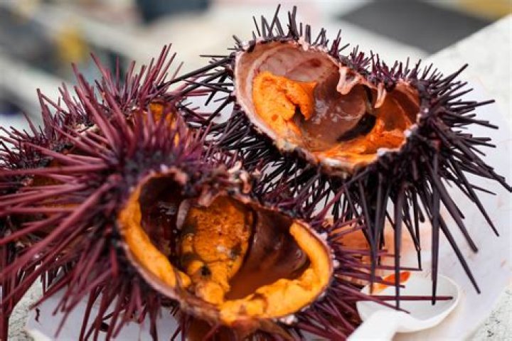 Do sea urchin run?