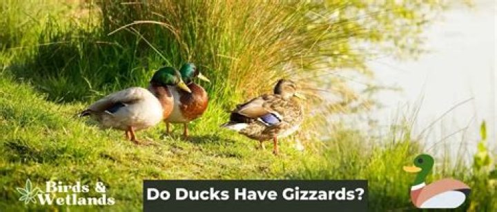 Do songbirds have gizzards?