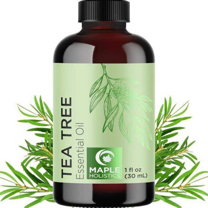 Do spiders like tea tree oil?