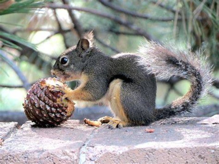 Do squirrels eat pine cone seeds?