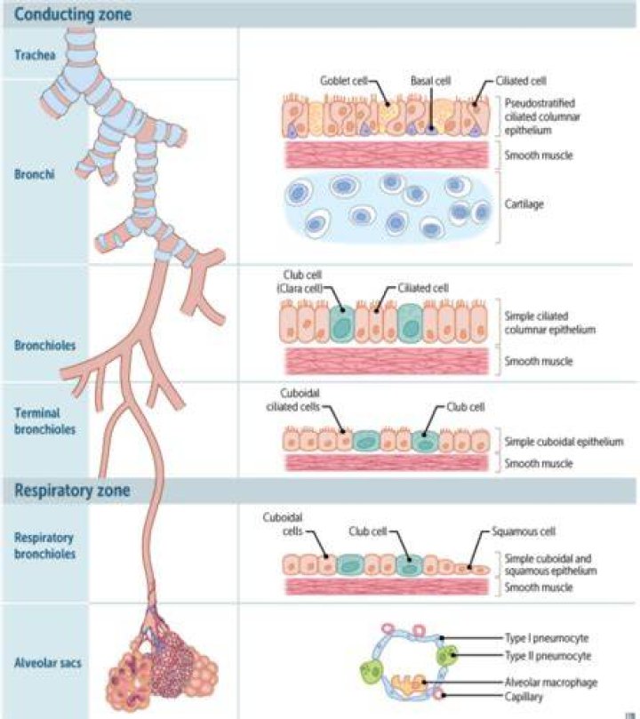 Do terminal bronchioles have cartilage?