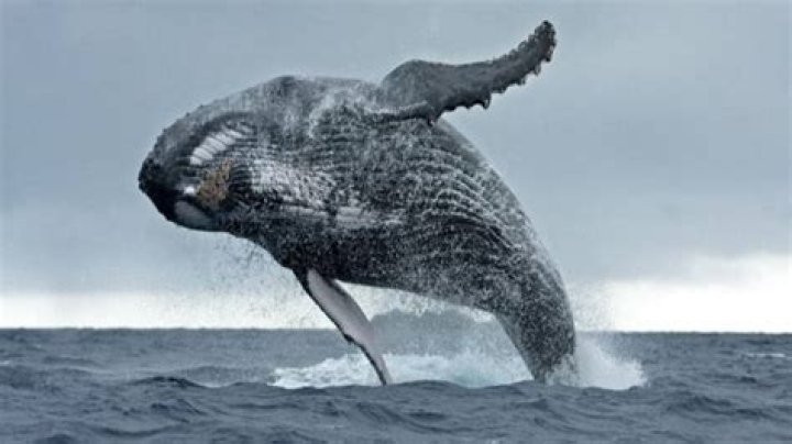 Do whales die of suffocation?