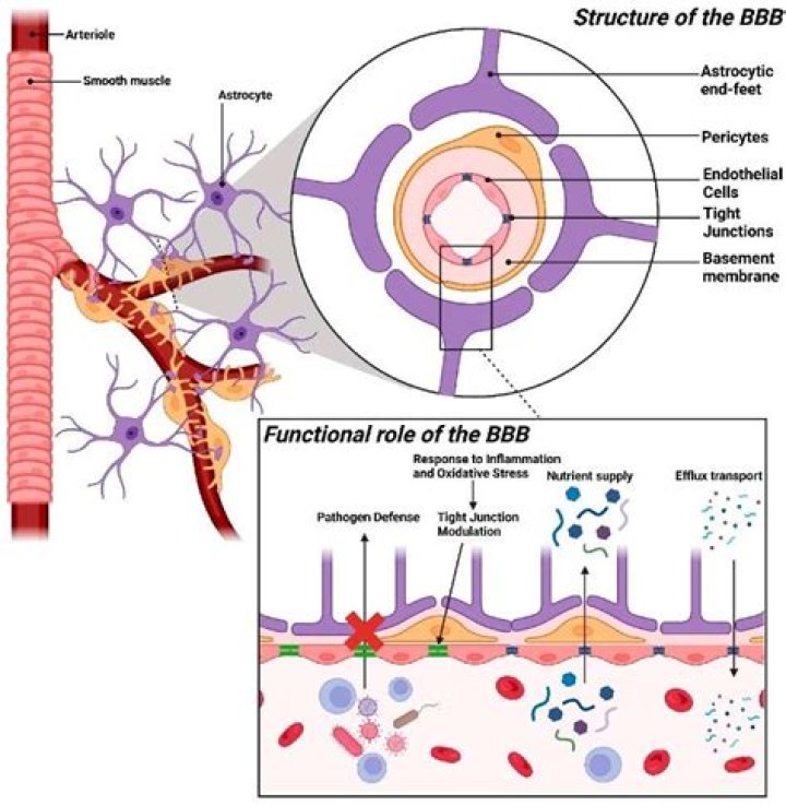 Does acalabrutinib cross the blood brain barrier?