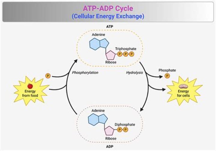 Does adp store energy?