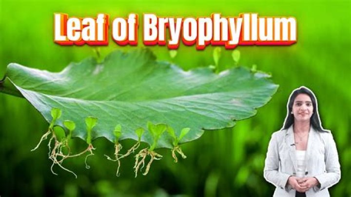Does bryophyllum need sunlight?