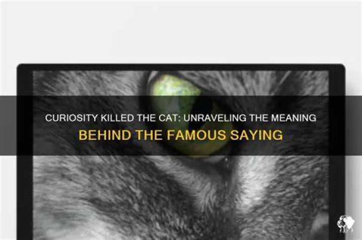 Does curiosity kill the cat?