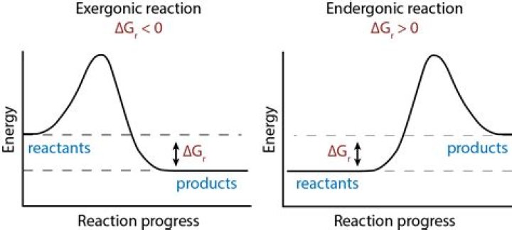Does entropy increase in endergonic reactions?