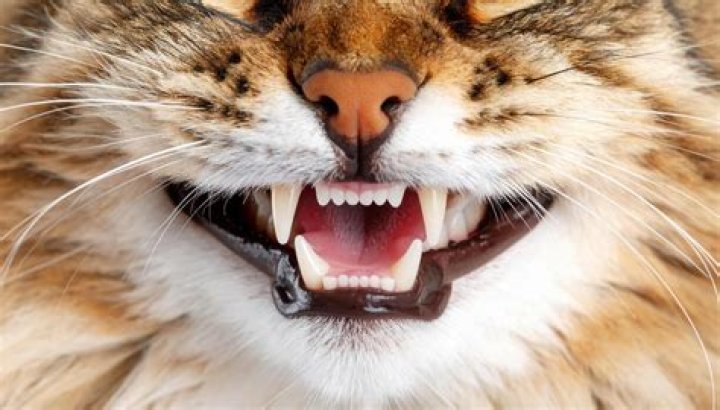 Does ferocity mean intensity?