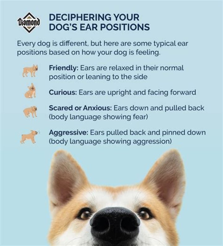 Does harmonicas hurt dogs ears?