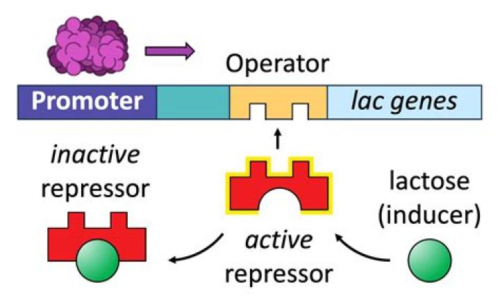 Does inducer activate expression?