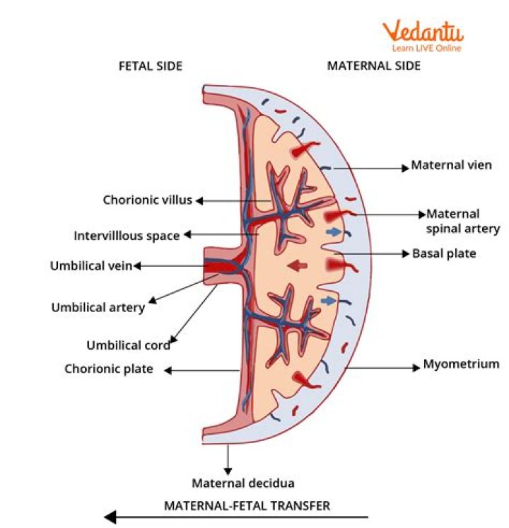 Does insulin cross placental barrier?
