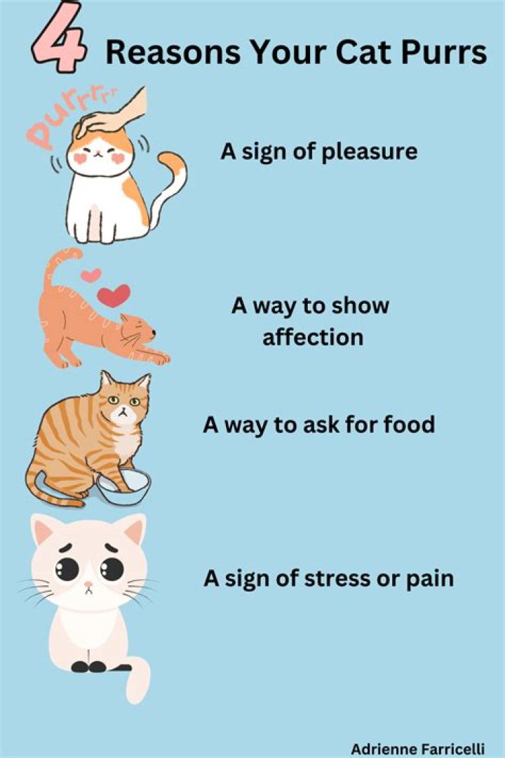 Does it mean when your cat purrs?