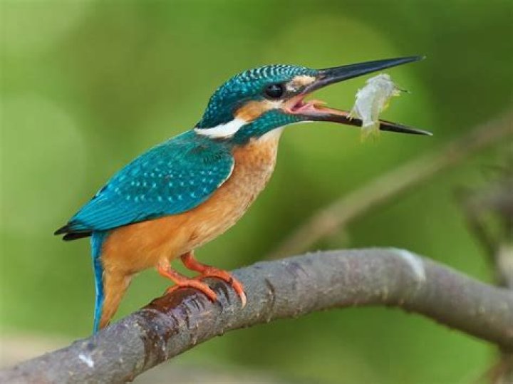 Does kingfisher a migratory bird?
