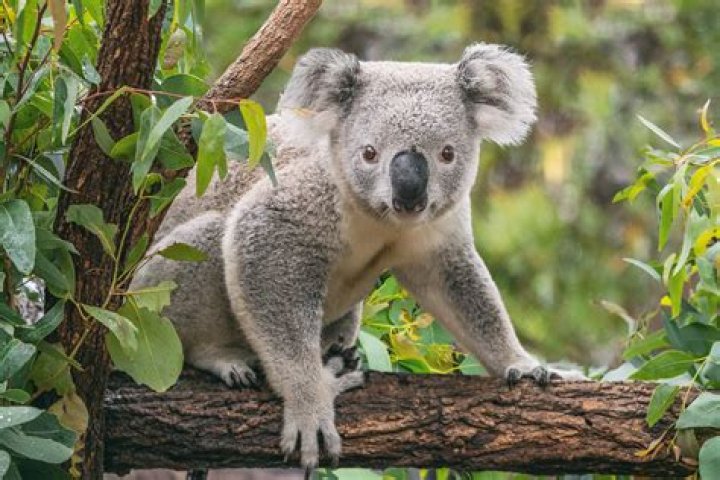 Does koala have a tail?