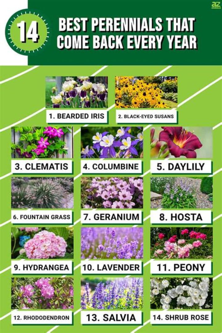 Does perennials come back every year?