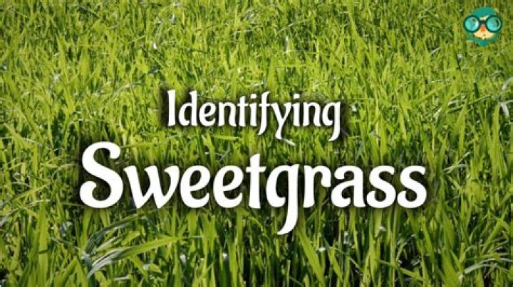 Does sweetgrass grow in oregon?