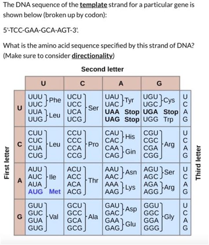 Does the template strand have the promoter sequence?
