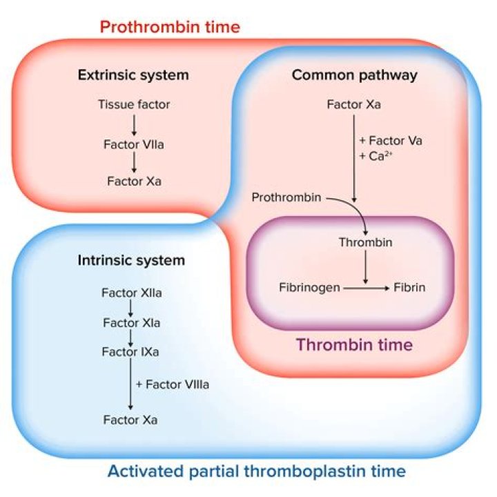 Does thrombin activate factor vii?