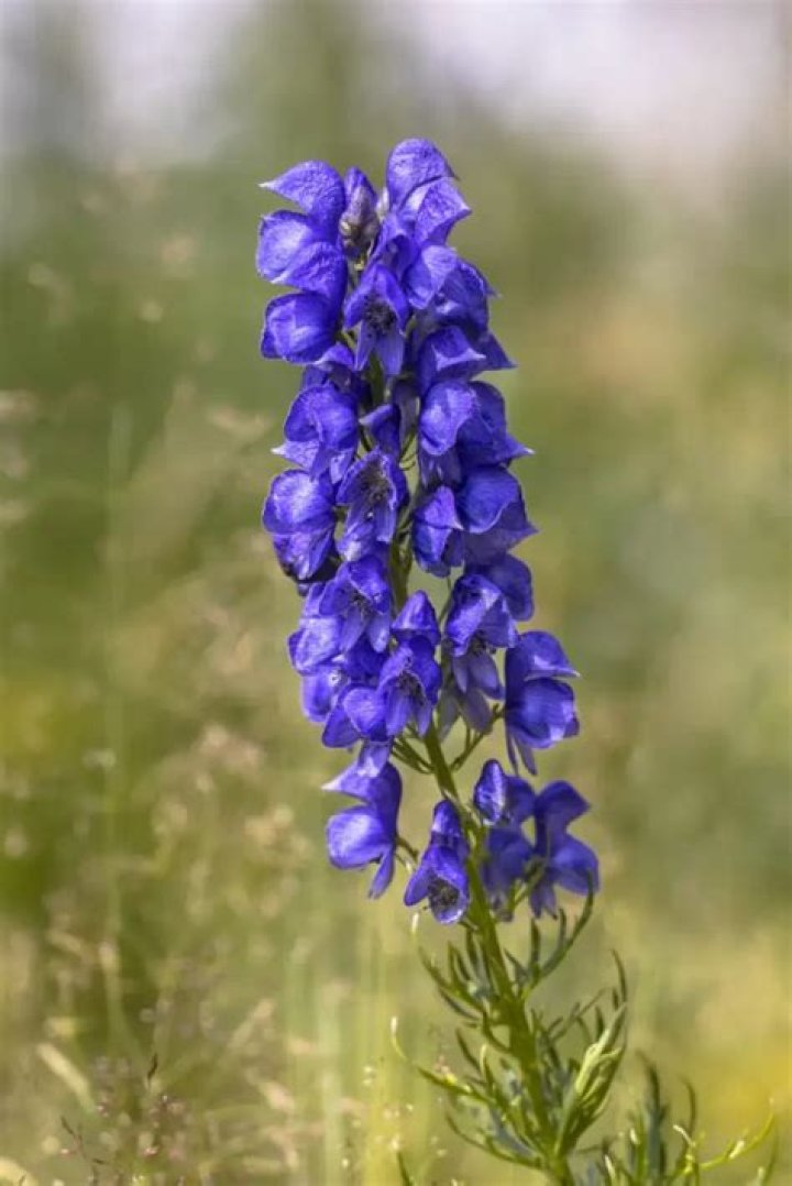 Does wolfsbane grow in america?