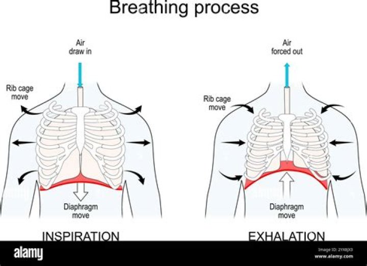 During exhalation the diaphragm moves?