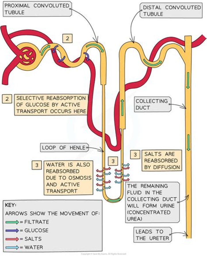 During production of urine a major function of the kidney is?