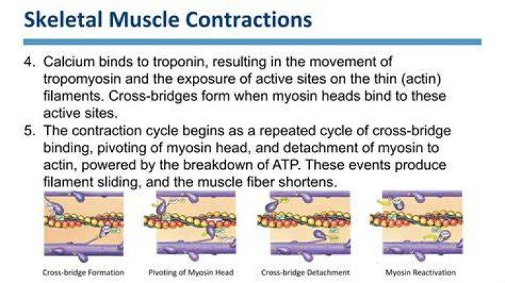 During the contraction cycle calcium binds onto?